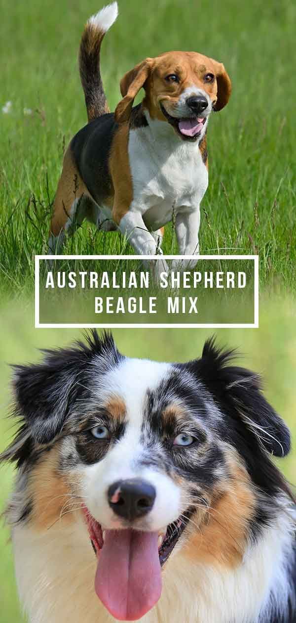 Mélange de beagle berger australien