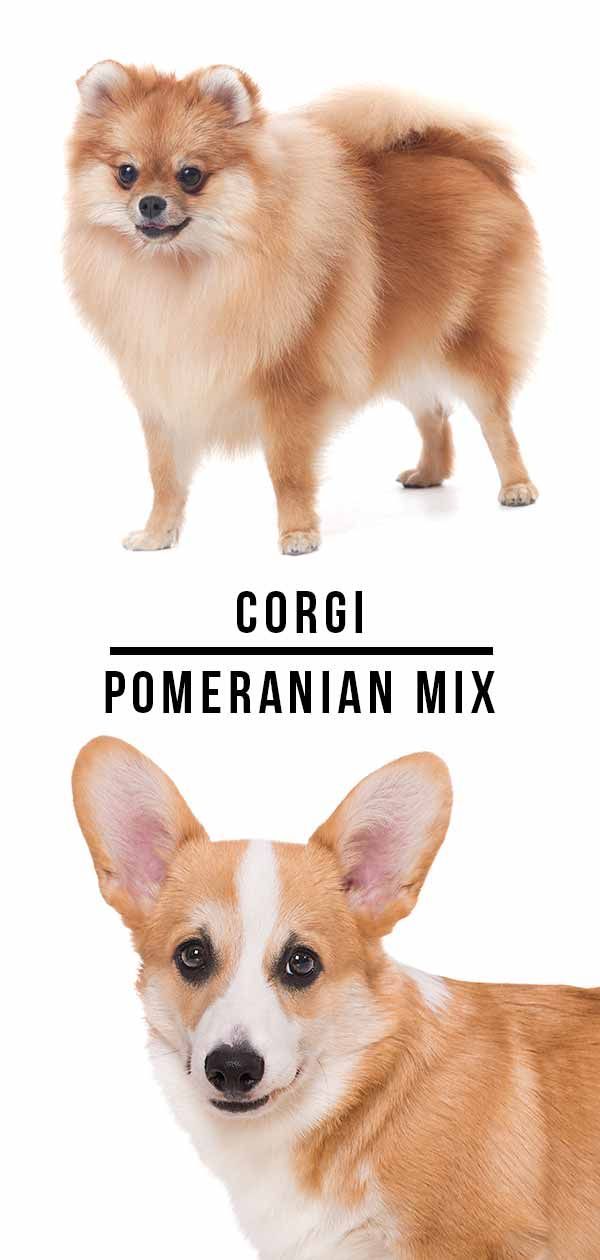 Corgi Pomeranian Mix - ไม้กางเขนยอดนิยมนี้เหมาะสำหรับคุณหรือไม่?