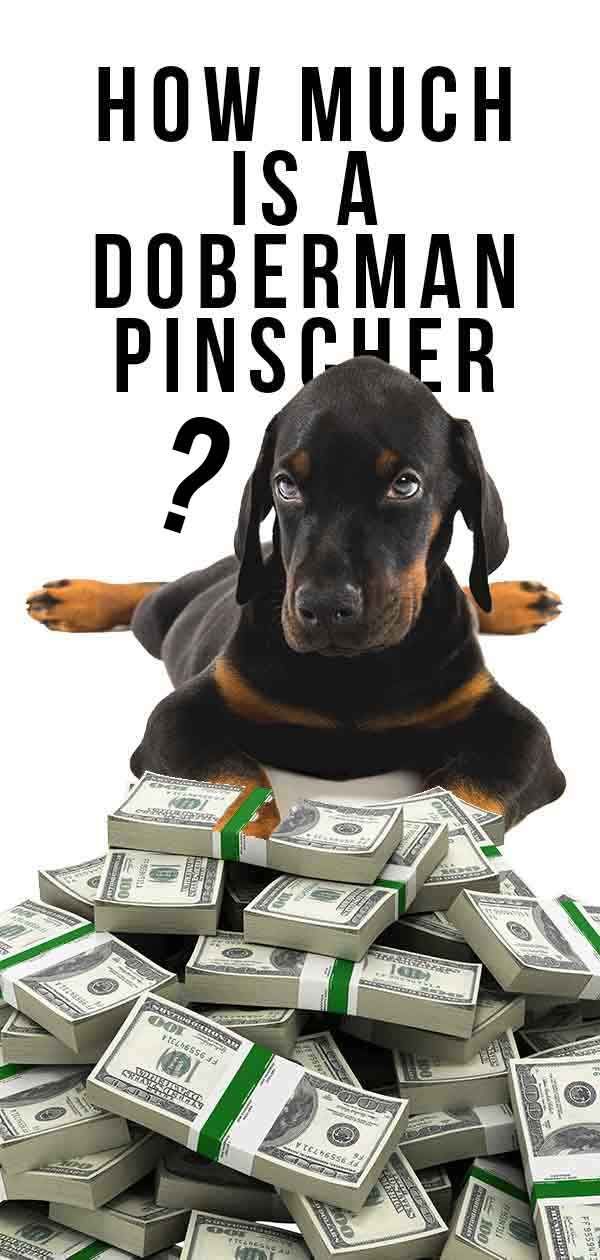Combien coûte un chiot Doberman Pinscher à acheter et à élever?