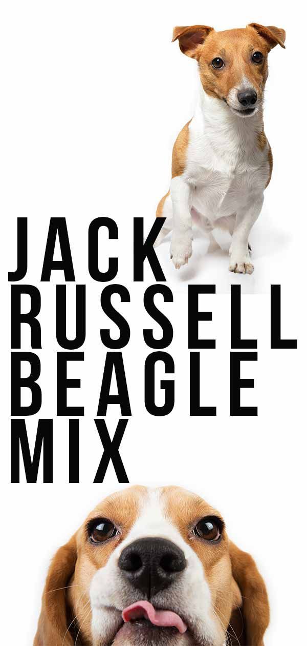 Jack Russell Beagle Mix - je to energična pasma za vas?