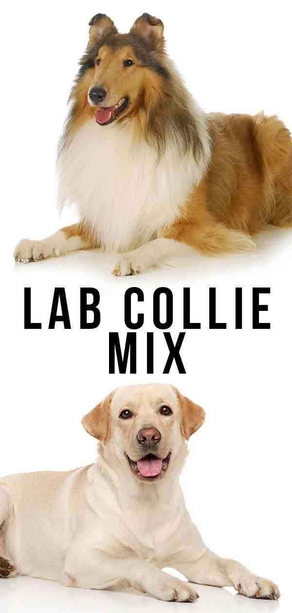 Lab Collie Mix - Esta combinação fofa é um ótimo animal de estimação?
