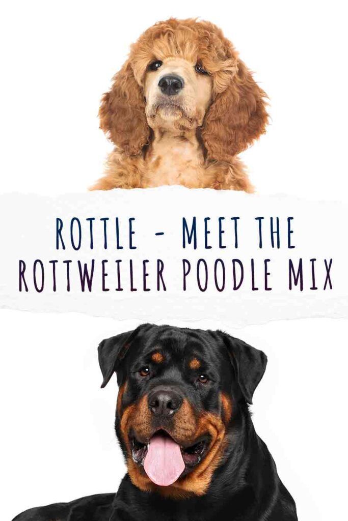 Rottle - האם תערובת הפודל של רוטוויילר מתאימה לך?