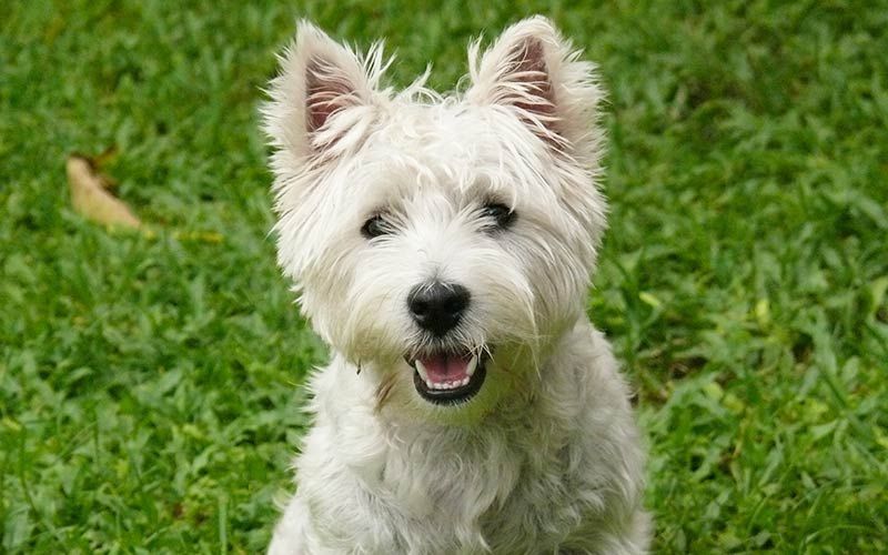 The Westie - En guide til West Highland White Terrier