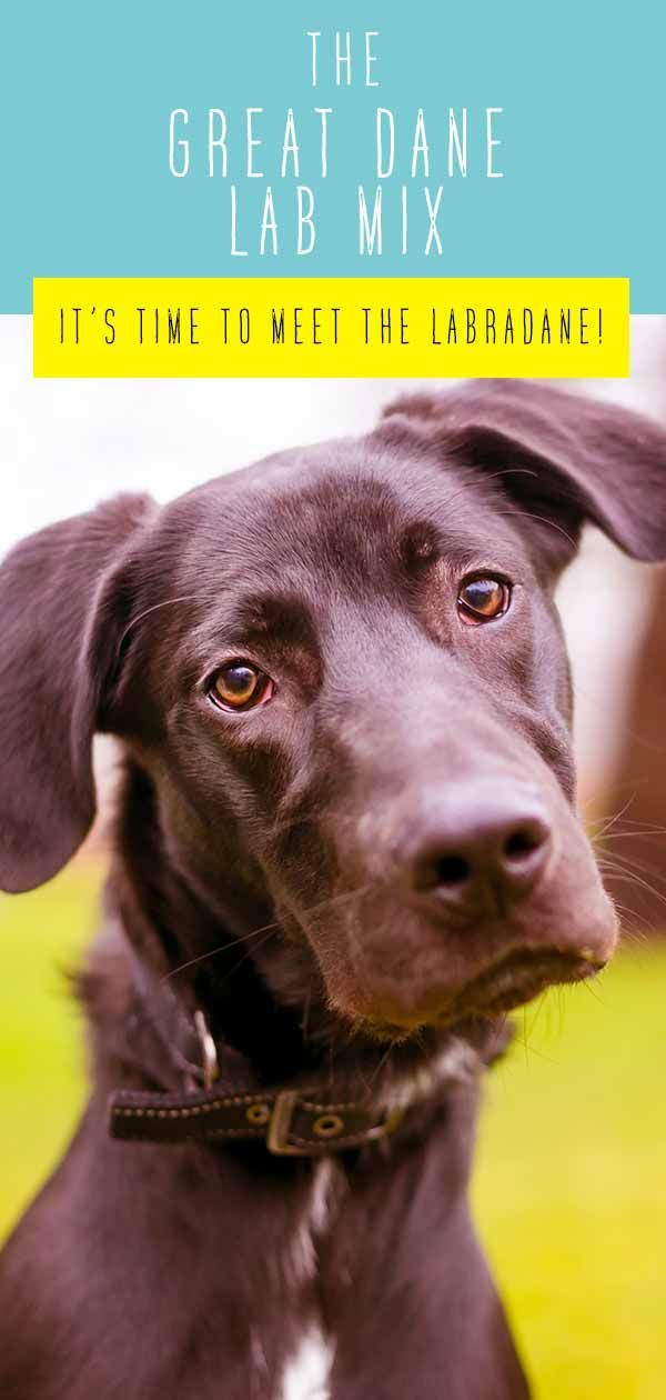 Great Dane Lab Mix Breed - Un guide complet du chien Labradane