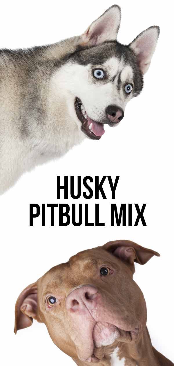 „Pitbull Husky Mix“ - išsamus „Pitsky“ vadovas
