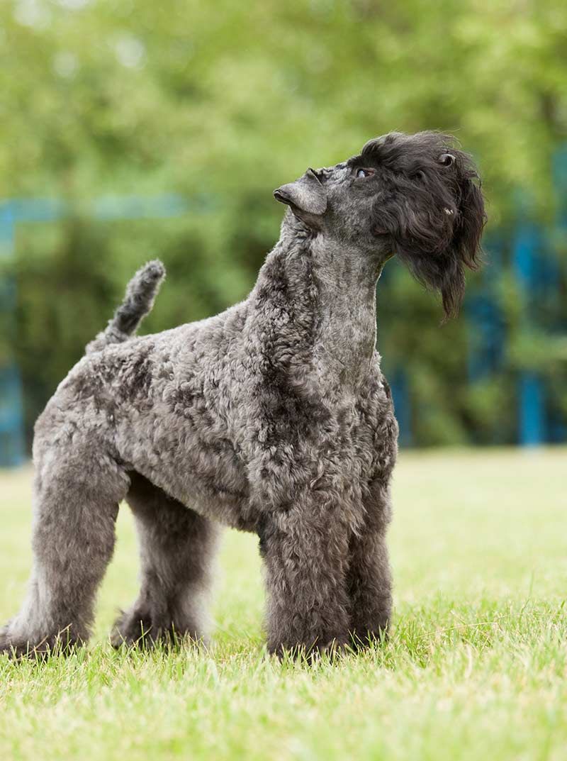 raças de cães irlandeses - kerry blue terrier