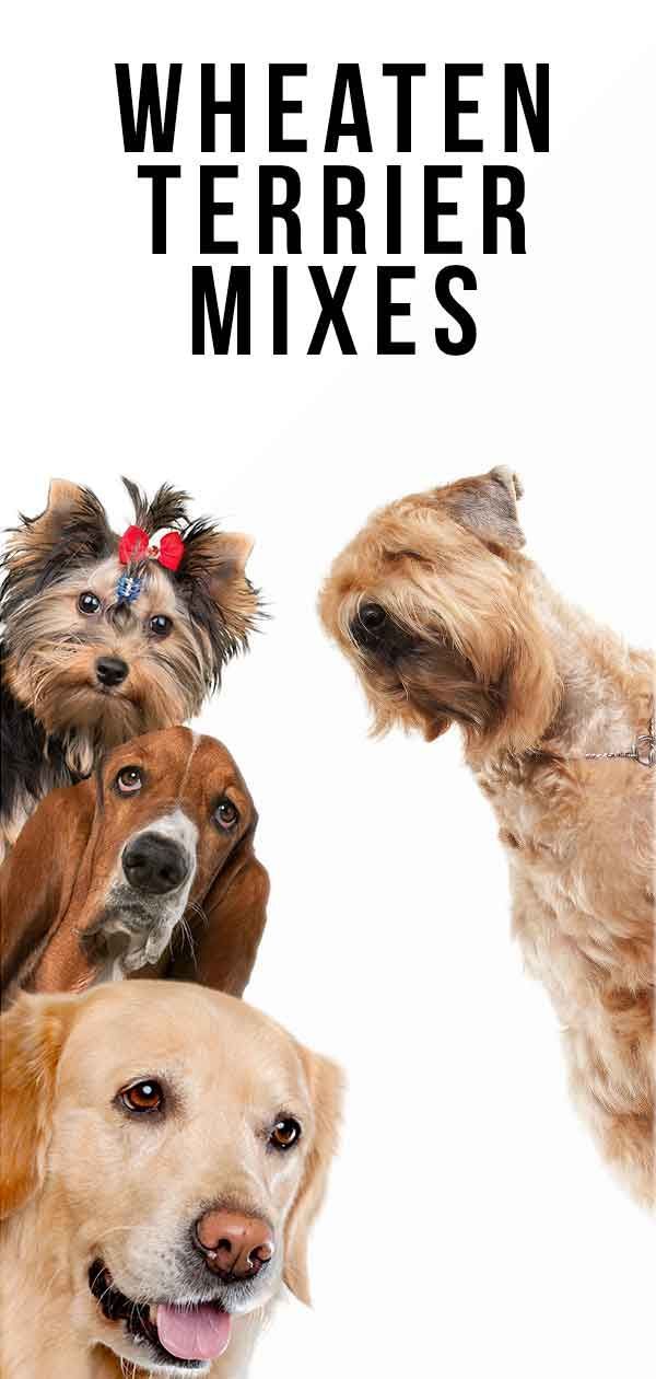 Mélanges Wheaten Terrier: quelle croix mignonne fait le meilleur animal de compagnie?