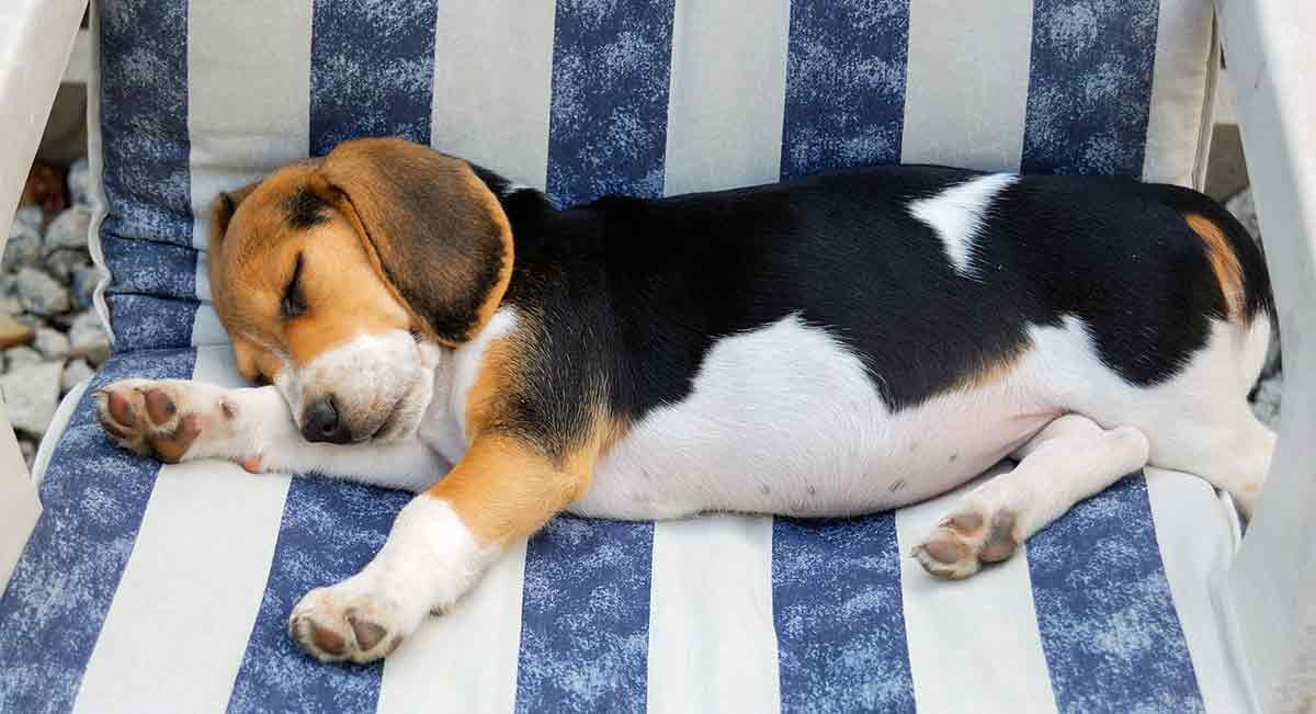 Beagle yavrusu uyuyor