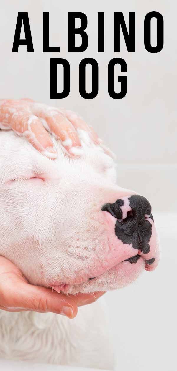 Albino Dog - een merkwaardig kleurtype