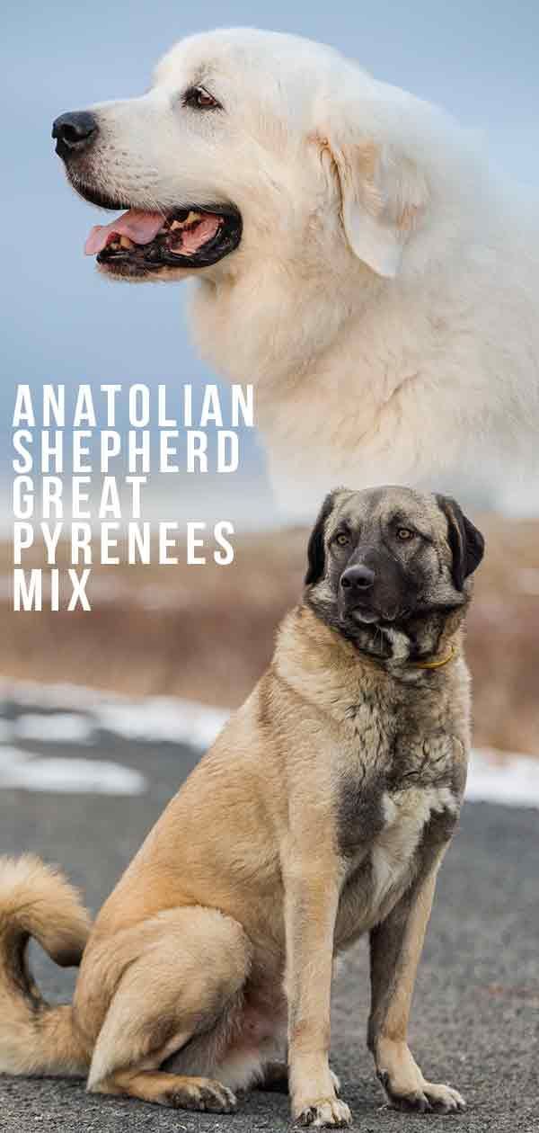 Anatolian Shepherd Great Pyrenees Mix - Ist dies der richtige Welpe für Sie?