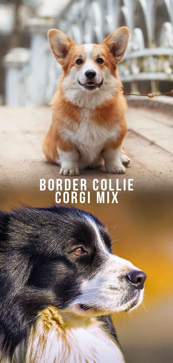 Border Collie Corgi Mix: dues races molt diferents combinades
