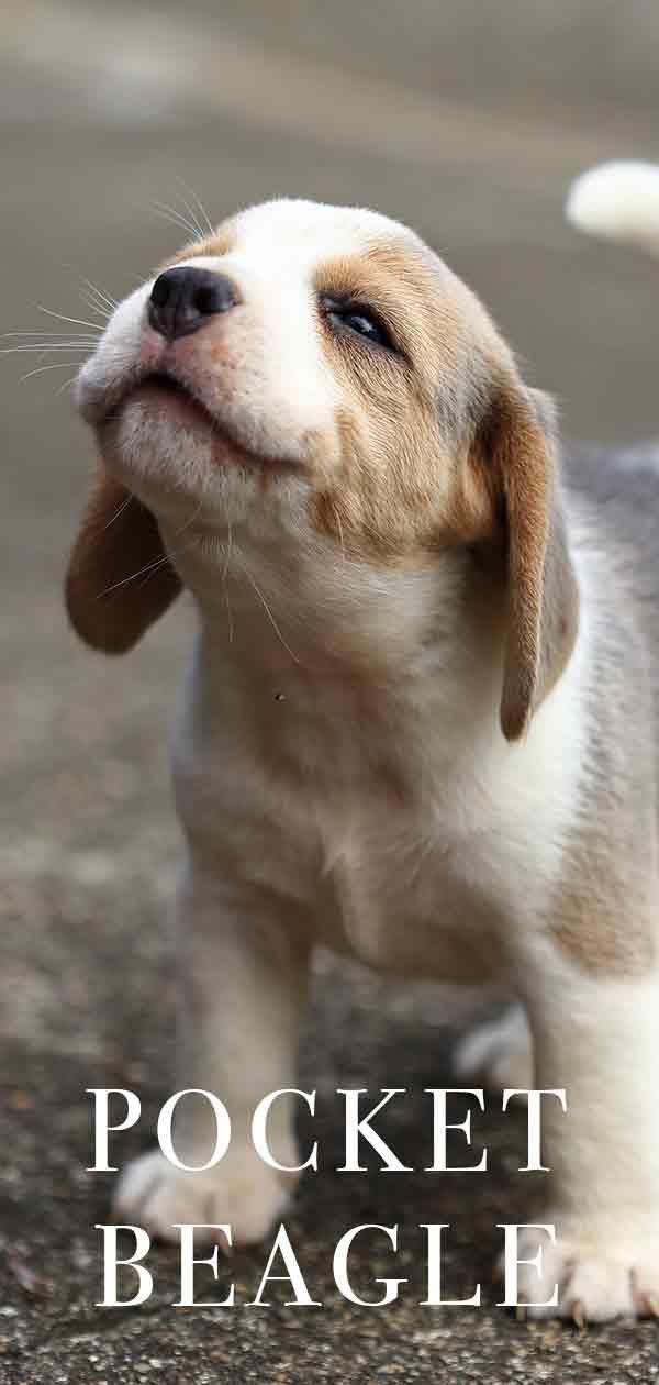 Pocket Beagle: aquesta mini versió de la raça popular és adequada per a vosaltres?
