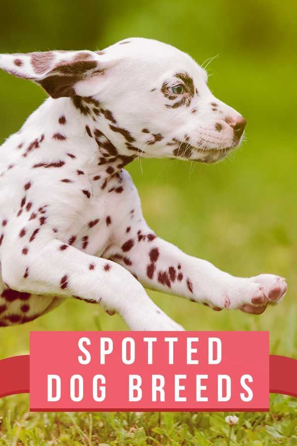Gepunktete Hunderassen: 18 Hunde mit Flecken, Splodges und Speckles