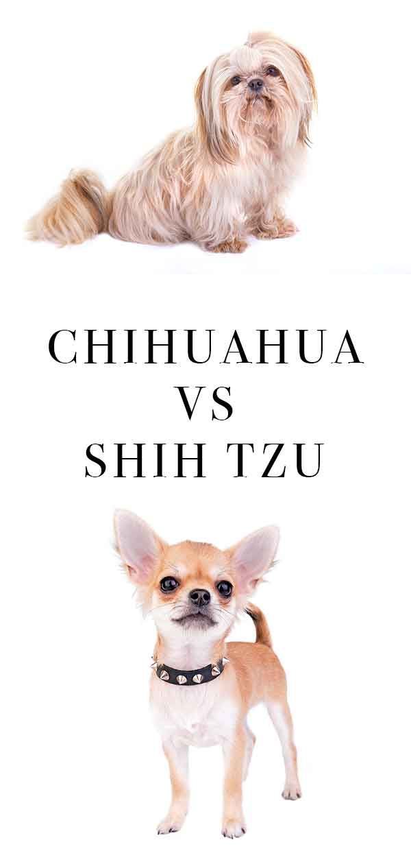 Chihuahua vs Shih Tzu - Qual Small Pooch é certo para você?