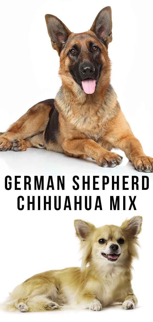 Mélange de berger allemand Chihuahua