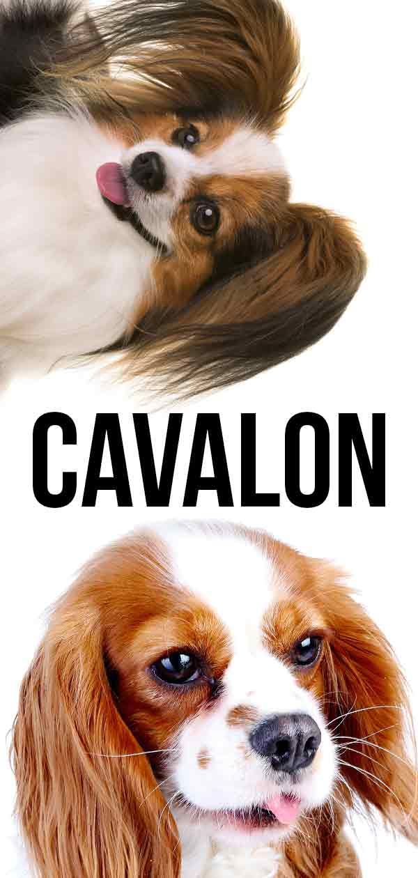 Cavalon: mešanica Cavalier Papillon