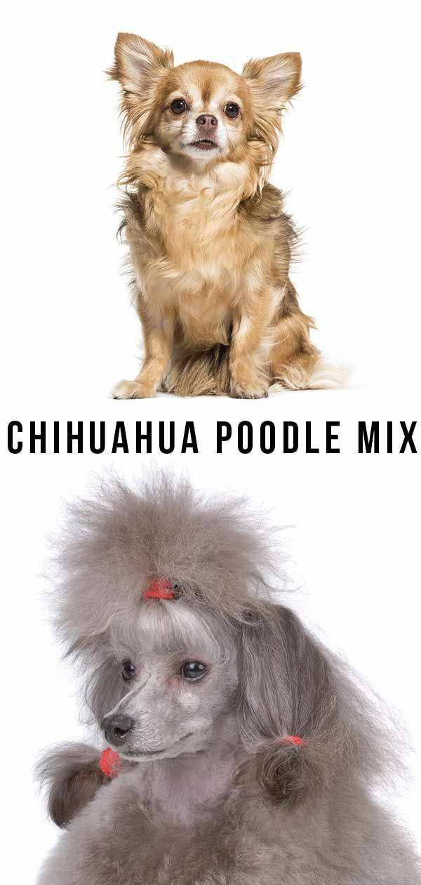 chihuahua poedelmix