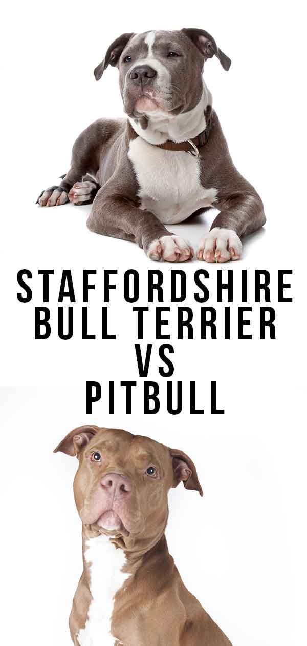 Staffordshire Bull Terrier versus Pitbull