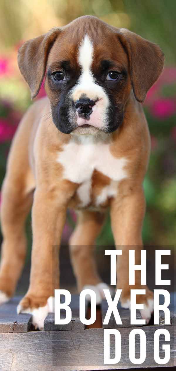 The Boxer Dog: Centre d'information sur la race