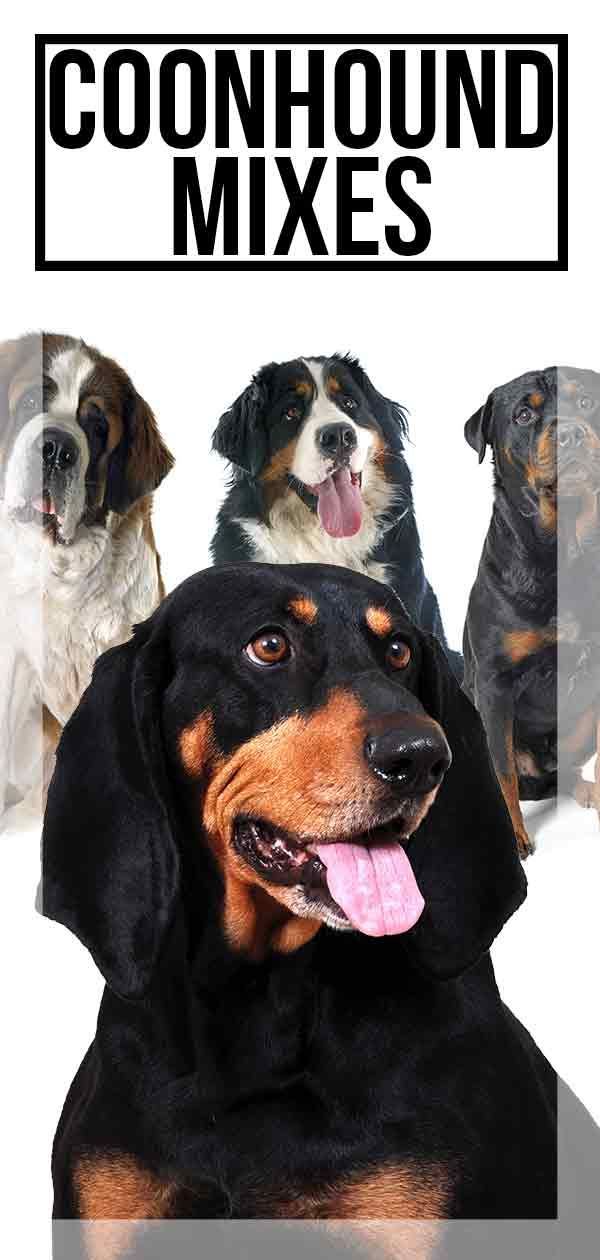 Mešanice Coonhound - katera bo vaša popolna psička?