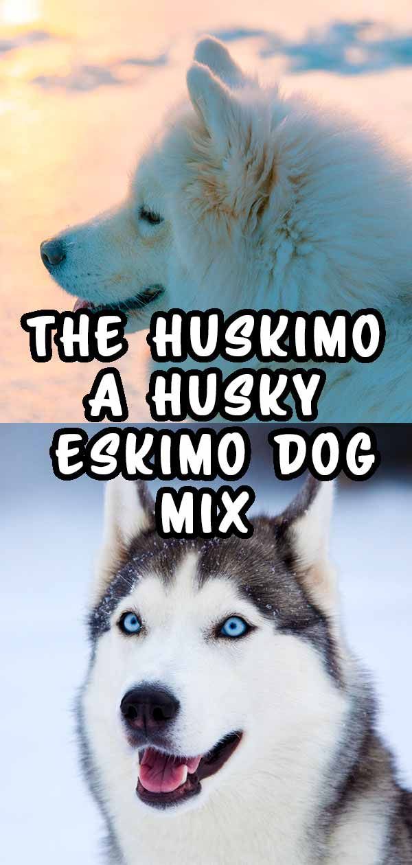 כלב חוסקימו - גזע האסקי האסקי והאסקימו האמריקני