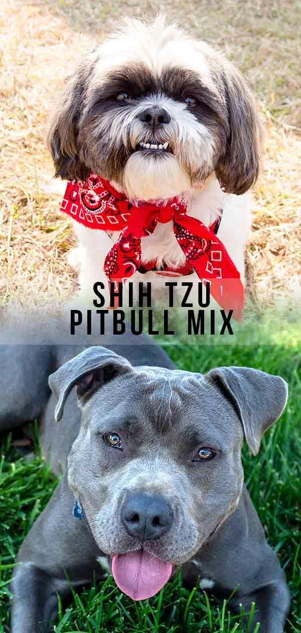 Shih Tzu Pitbull Mix - Wo flauschiger Schoßhund auf treuen Begleiter trifft