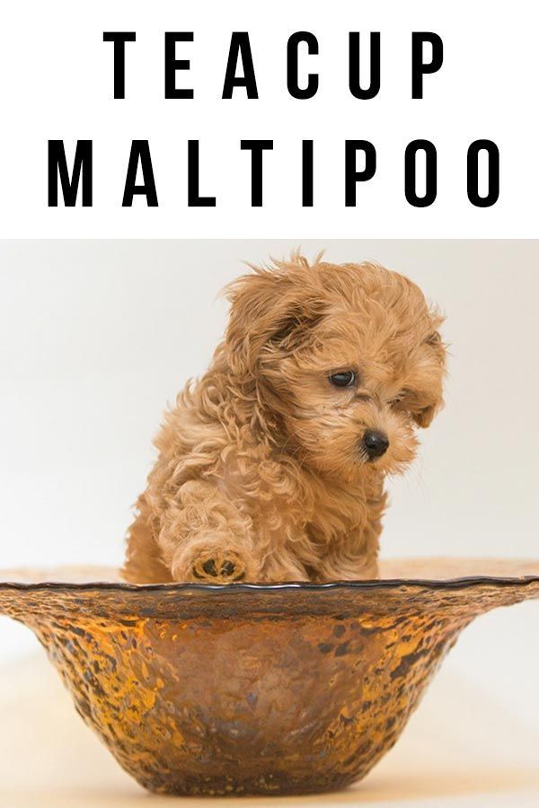 Teacup Maltipoo - Découvrez le mélange de mini caniche maltais