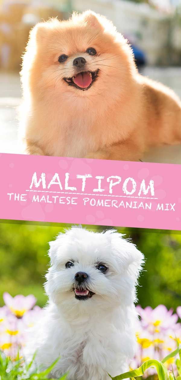 Maltipom Dog Information Center: een Maltese Pommerse Mix Breed Guide