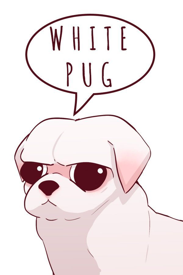 Pug blanc - Què esperar dels gossos Pug Pug
