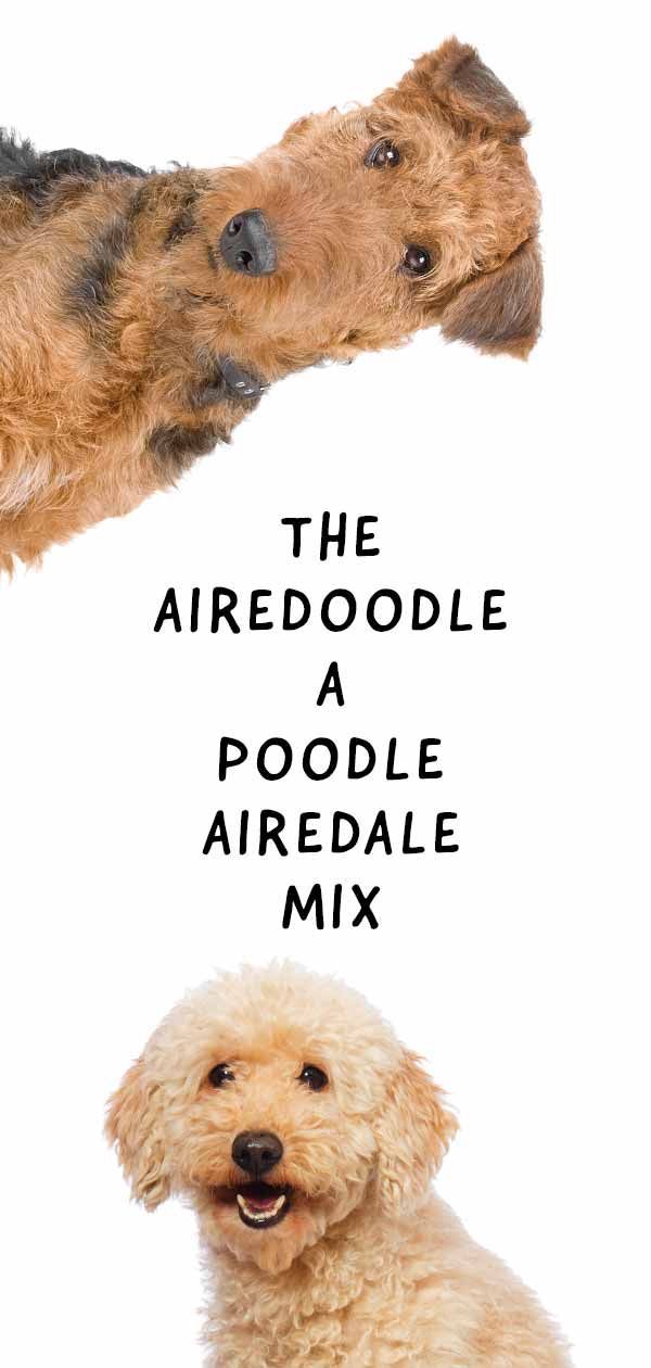 airedoodle