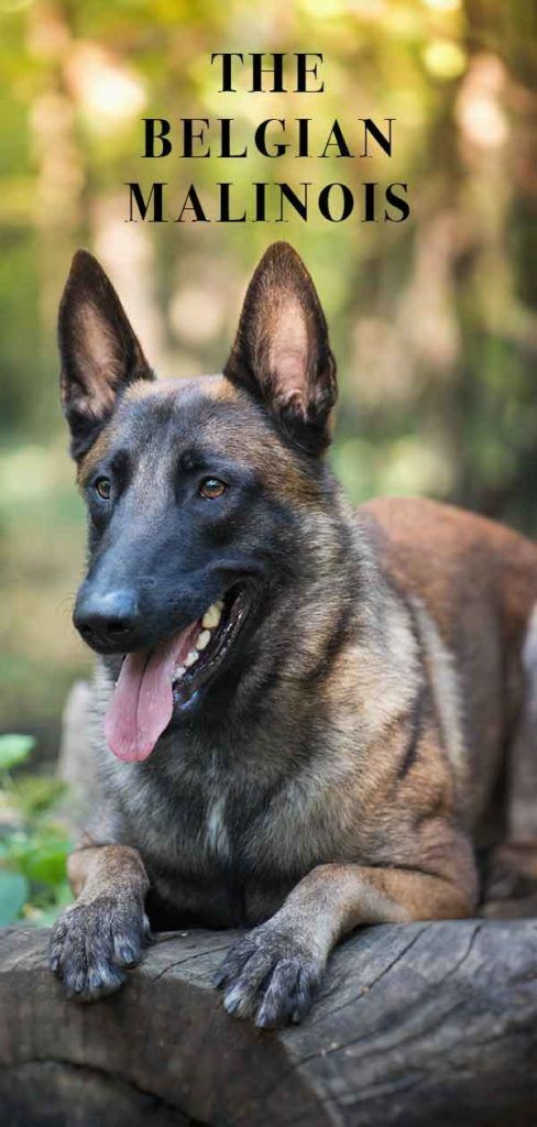 Malinois belge - Grand chien de garde ou parfait animal de compagnie?