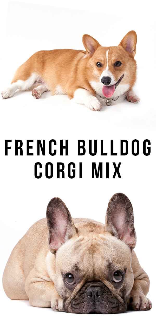 Französische Bulldogge Corgi mischen