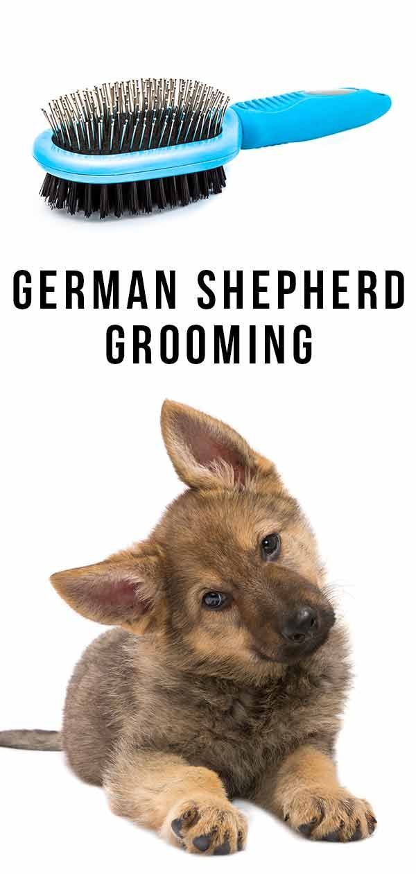 Дотјеривање њемачког овчара - ваш водич за бригу о свом псу