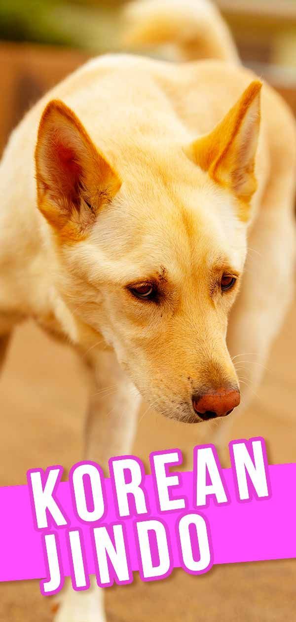 Korean Jindo-koirarodutietokeskus - opas Jindo-koiralle