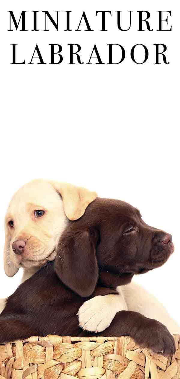 Labrador en miniatura: és aquest mini gos l'adequat per a vosaltres?