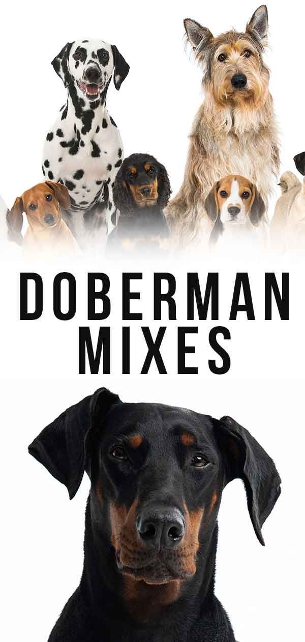 „Doberman“ mišiniai - kuris jums patiks?