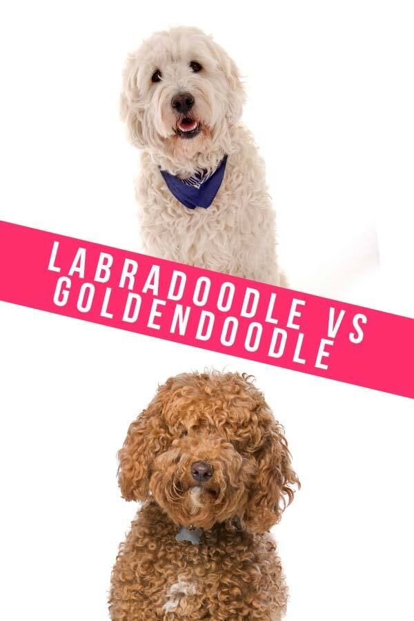 Labradoodle vs Goldendoodle - Welches ist das Richtige für Sie?