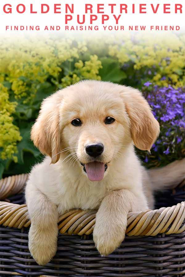 Golden Retriever Puppy: Menemukan Dan Membesarkan Teman Baru Anda