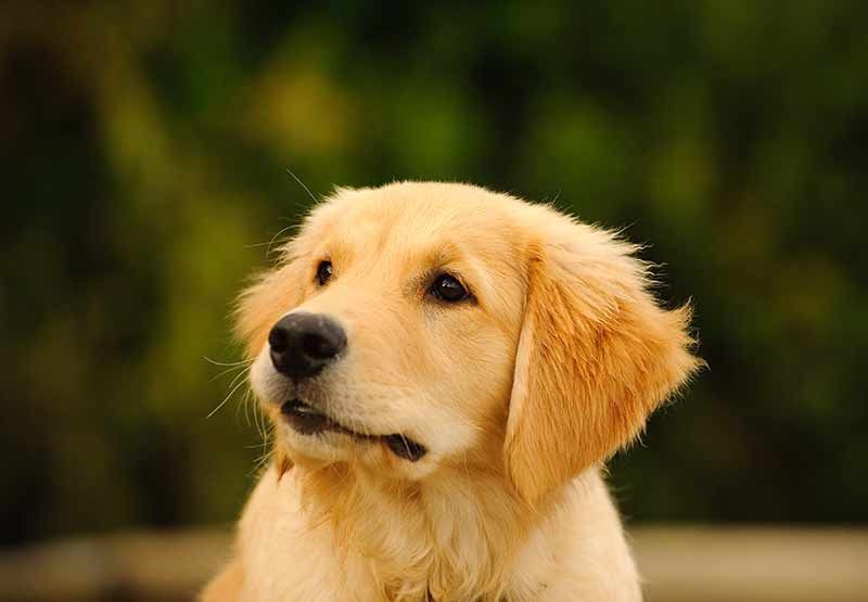 Auksaspalvių retriverių šuniuko socializacija yra svarbi