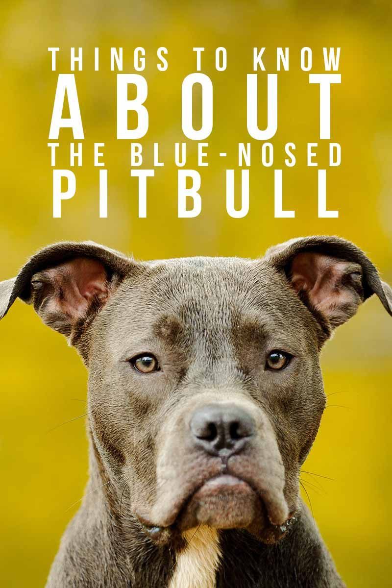 Blue Nose Pitbull - Faits intéressants sur les races de chiens