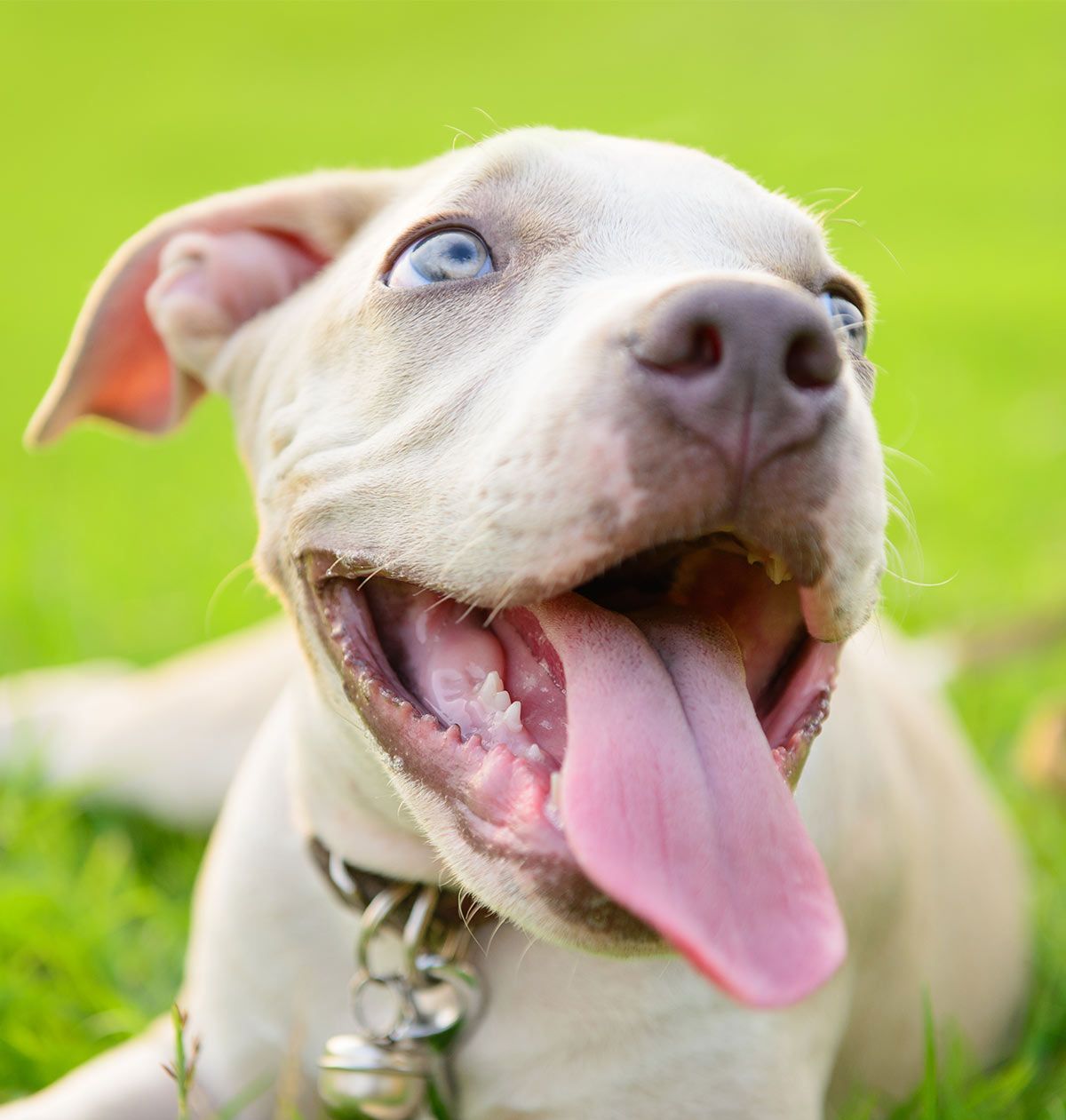 mėlynos nosies pitbulio šuniukas
