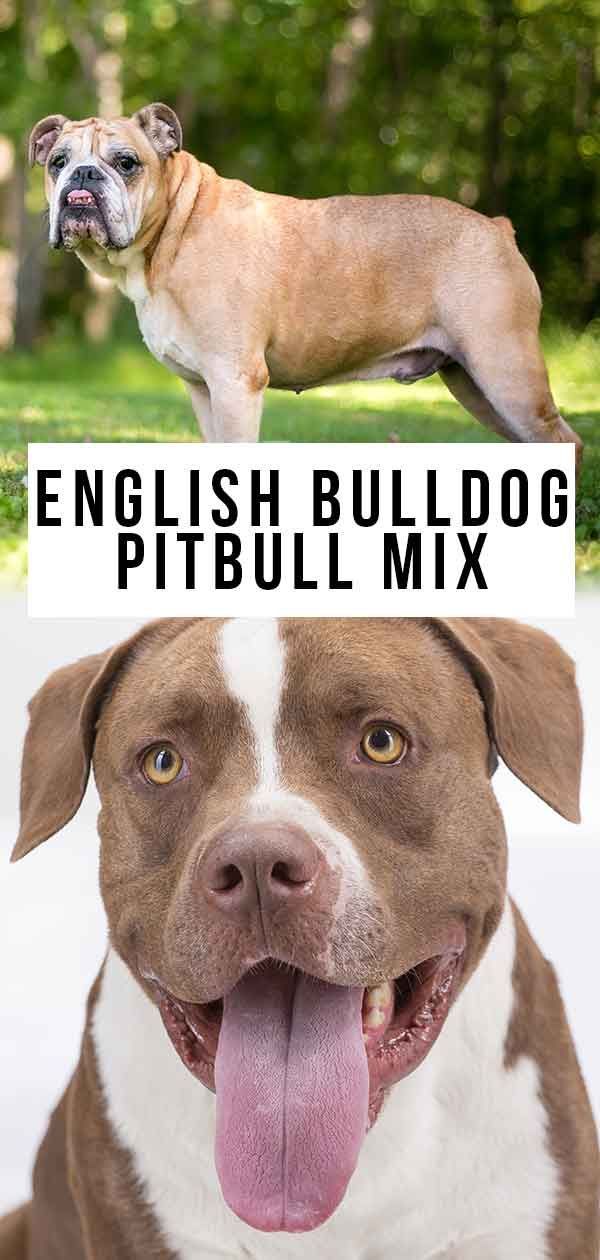 Englanninbulldoggi Pitbull Mix