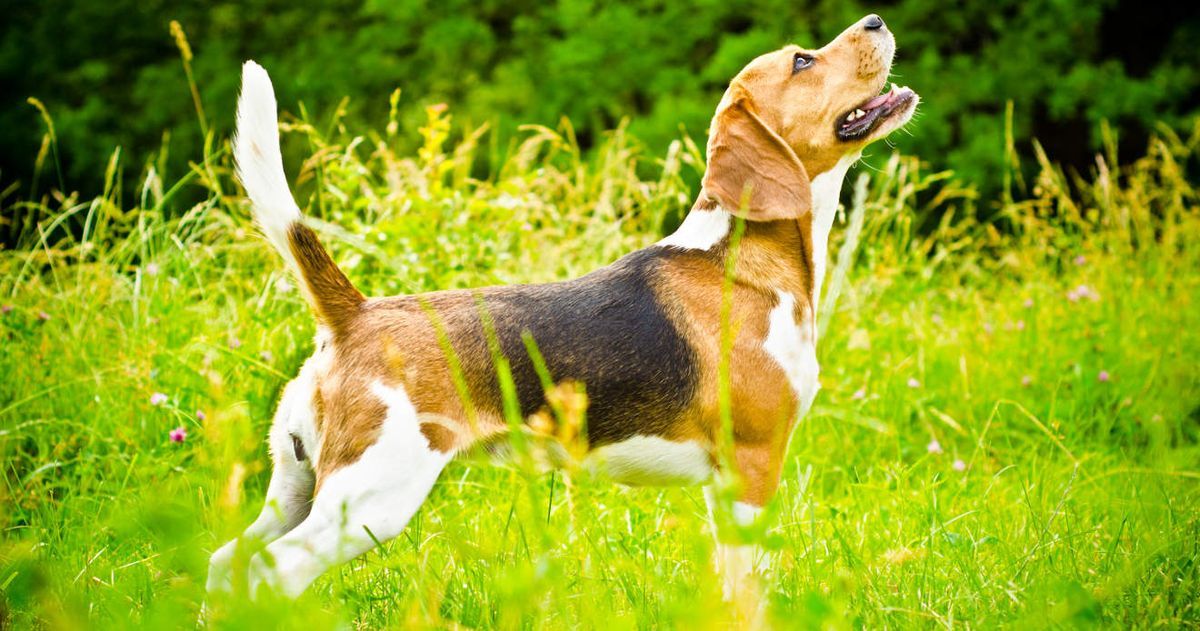 gos beagle sobre una herba verda a l