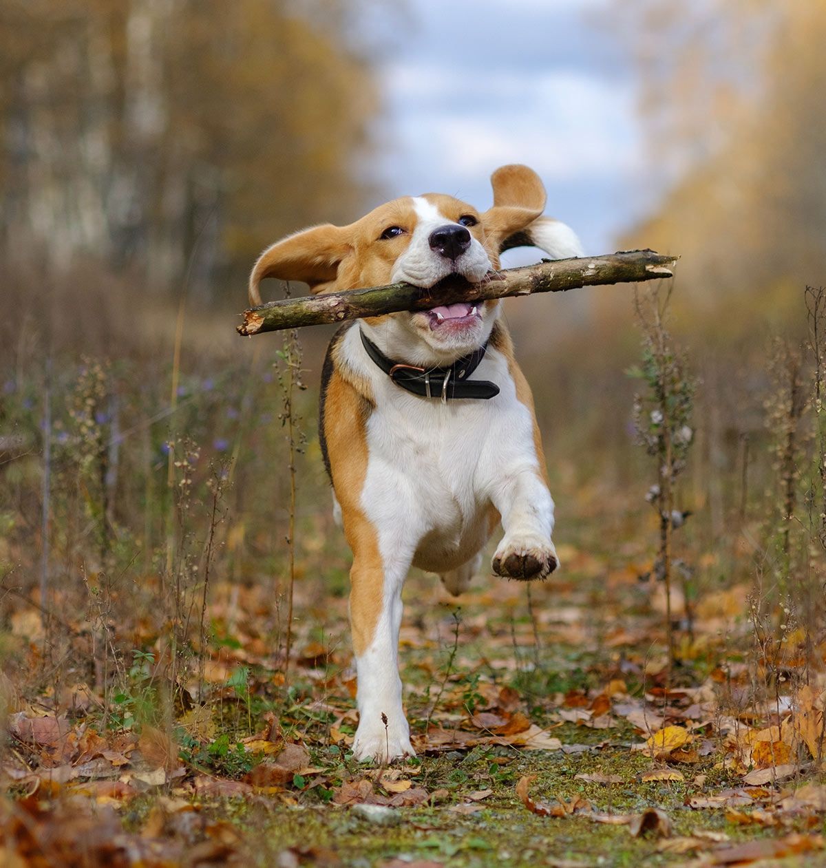 pelatihan anjing pemburu