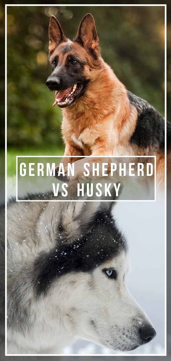 Nemški ovčar proti Huskyju - katera pasma je za vas boljši hišni ljubljenček?