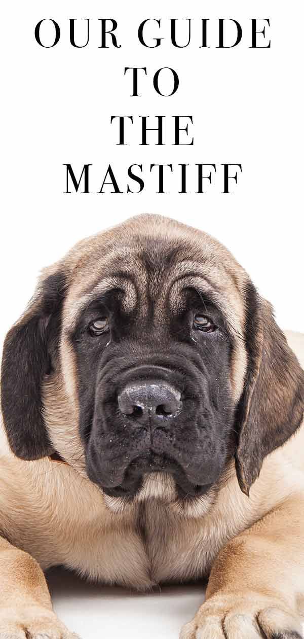 Mastiff - Un guide complet du mastiff anglais
