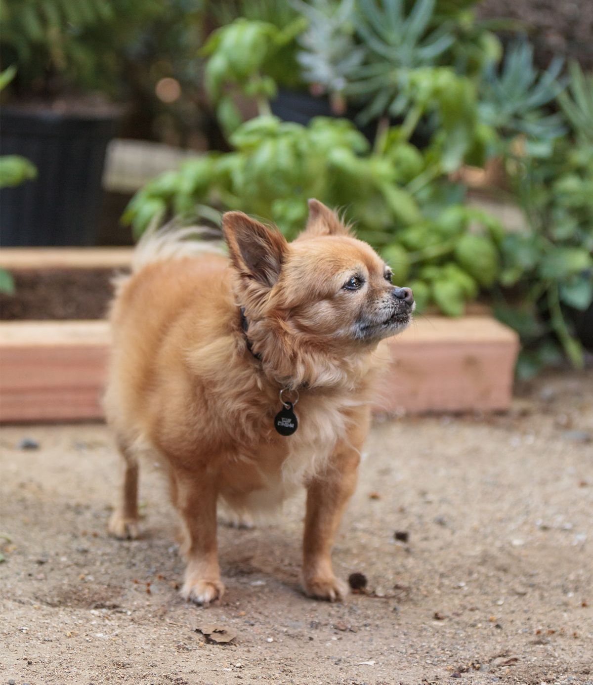 Pomchi - Una guida al mix di Chihuahua della Pomerania