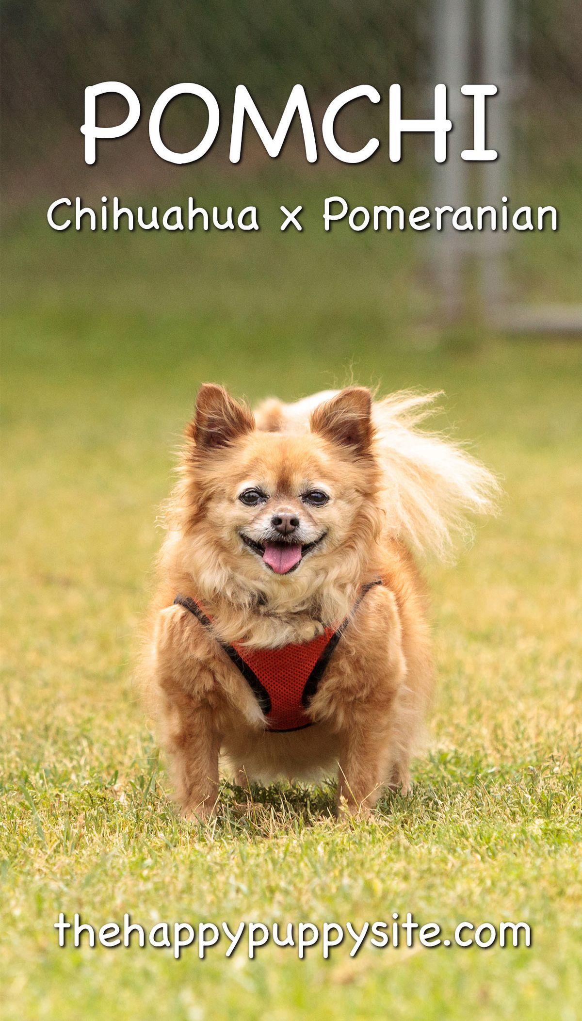 „Pomchi“ - „Chihuahua Pomeranian Mix“