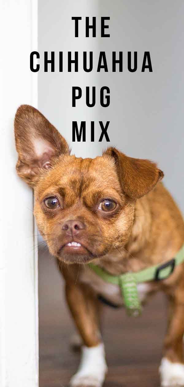 Chug - Chihuahua Pug Mix Harika Bir Aile Köpeği mi?