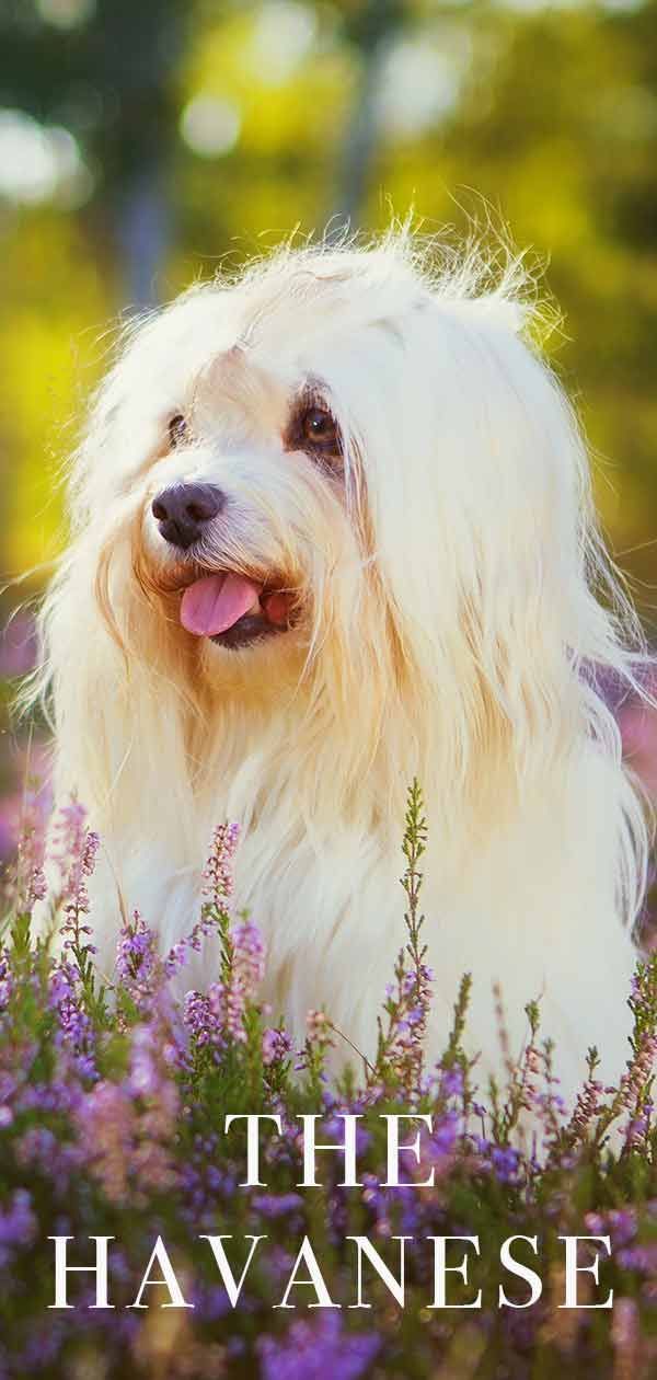 Šuo tarp laukinių gėlių